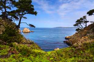 Point Lobos-3343.jpg Point Lobos-3343.jpg